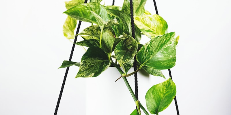 足球运动员在训练中射门的精彩瞬间